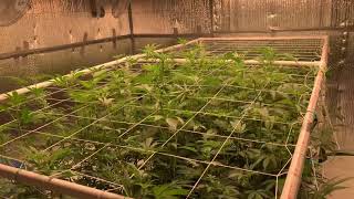 How To Maintain An Even Canopy During Flower (Super Cropping)