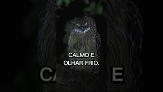 #como você encara uma pessoa # olhar da coruja