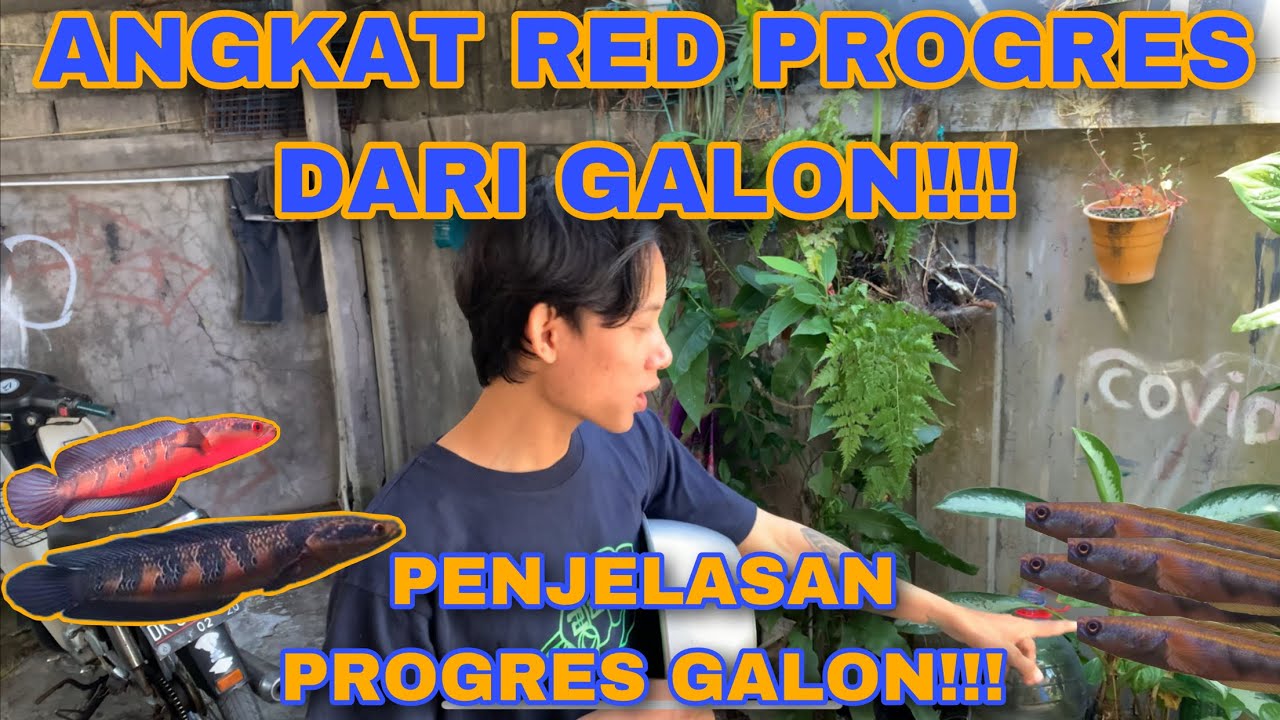 ANGKAT PROGRESAN RED MARU DARI GALON‼️ HASILNYA MANTAP‼️ #redmaru #channaredbarito