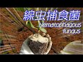 ＭＭプラス尽くしの定植!!"MM plus" full planting!!／施設きゅうり栽培／Facility cucumber cultivation／愉快なshata農園