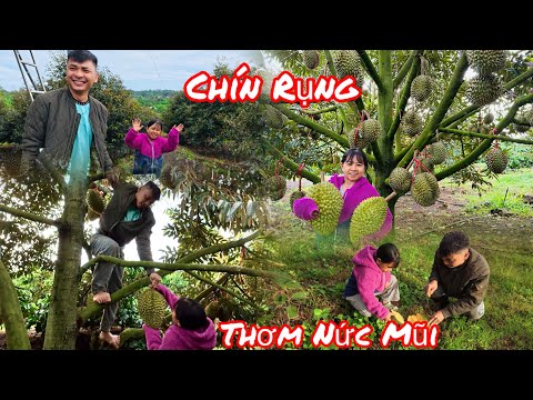 Trải Nghiệm Cùng Em Trai Lụm Sầu Riêng Chín Cây Tới Đâu Thơm Tới Đó || Vợ Chồng Bé Bỏng