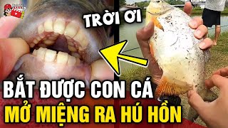 Bắt được con cá kỳ lạ có 'HÀM RĂNG NGƯỜI' chàng trai lập tức THẢ LẠI XUỐNG NƯỚC | Tin 3 Phút