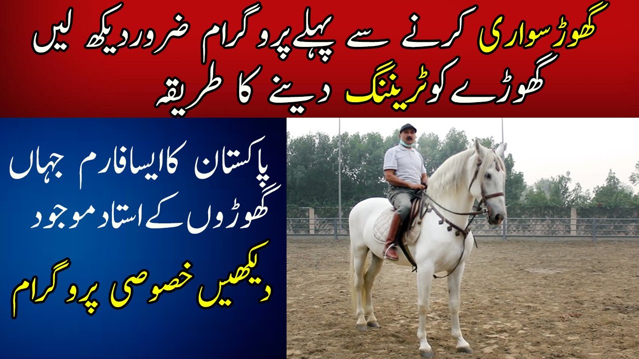 Learn Horse Riding. |Horse Training for Riding||Horse riding techniques |Thoroughbred