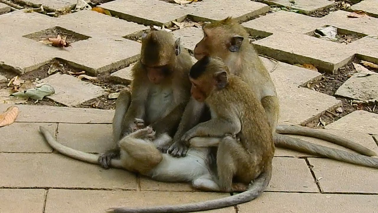 OMG.! THIS FUN & FUNNY LITTLE MONKEY PLAYING, WHAT'S FUN STYLE MONKEY ...