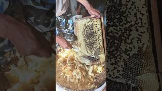 Bee propolis scraping demonstration