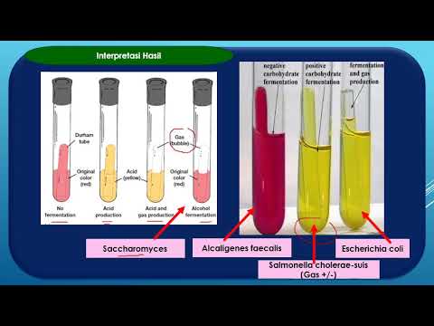 Video: Puas escherichia coli ferment lactose?