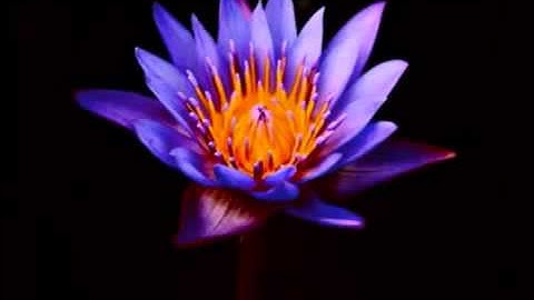 تلاوة رائعة جدا للطفل حسن بن عبد الله برعية