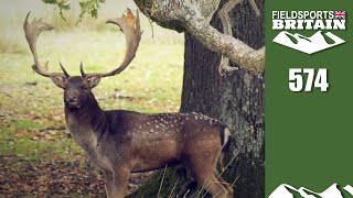 Fieldsports Britain  fallow deer mass gathering