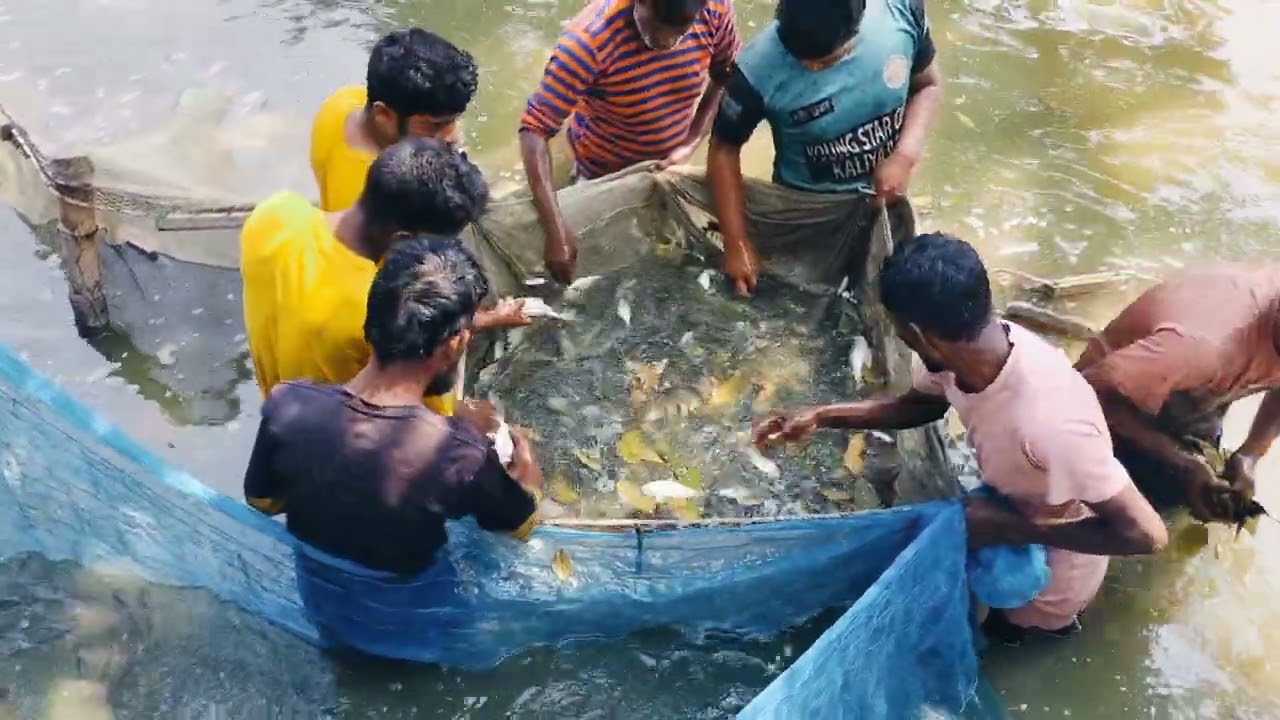 গ্রামের পুকুরে টইটম্বুর মাছ 🐟🌊