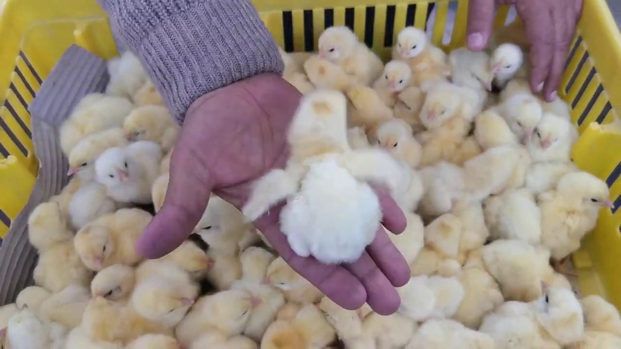 كتاكيت التسمين الطريقه الصحيحة لاستلام الكتكوت و استقباله في أول ٨ سعات مهم جدا ٠١٠٠٨٣٨٥٩٩٥