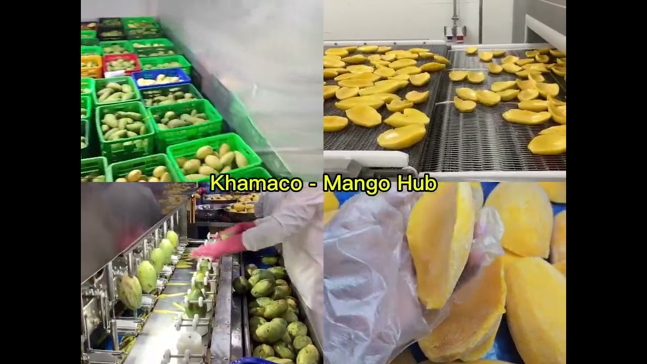 Khamaco mango Hub