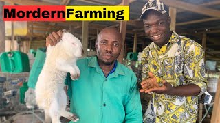 He started with three rabbits and now has over 500 rabbits| how to make millions from rabbit farming