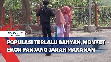 Populasi Terlalu Banyak, Monyet Ekor Panjang di Kota Semarang Jarah Makanan