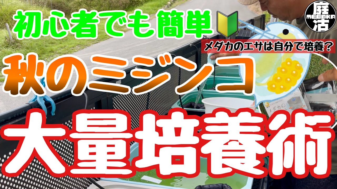 （メダカ）初心者でも簡単！秋のミジンコ大量培養術♪