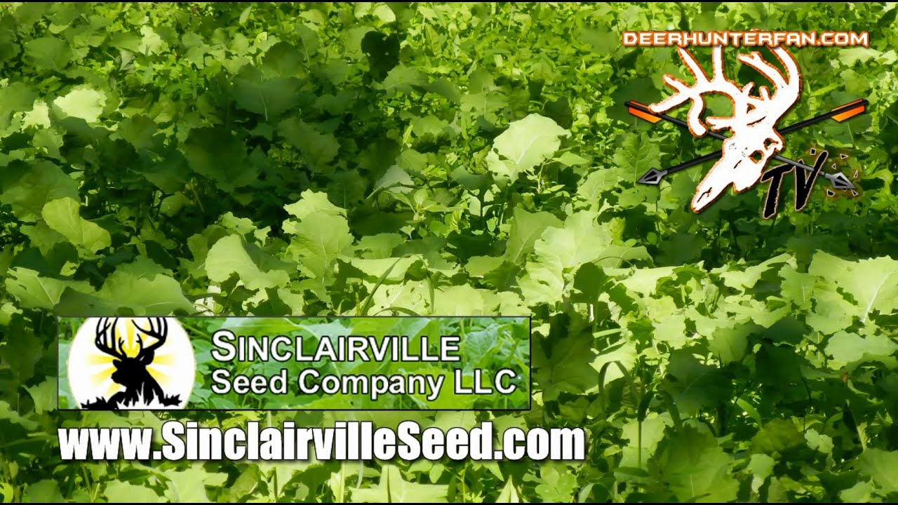 Sinclairville Seed Company LLC