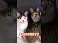 猫7匹と暮らして分かった神家電7選