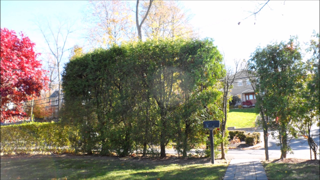 Scarsdale New York Autumn YouTube