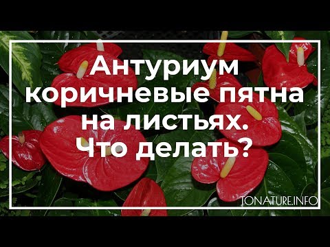 Видео: Почему мой лемонграсс становится коричневым: причины, по которым листья лемонграсса становятся коричневыми