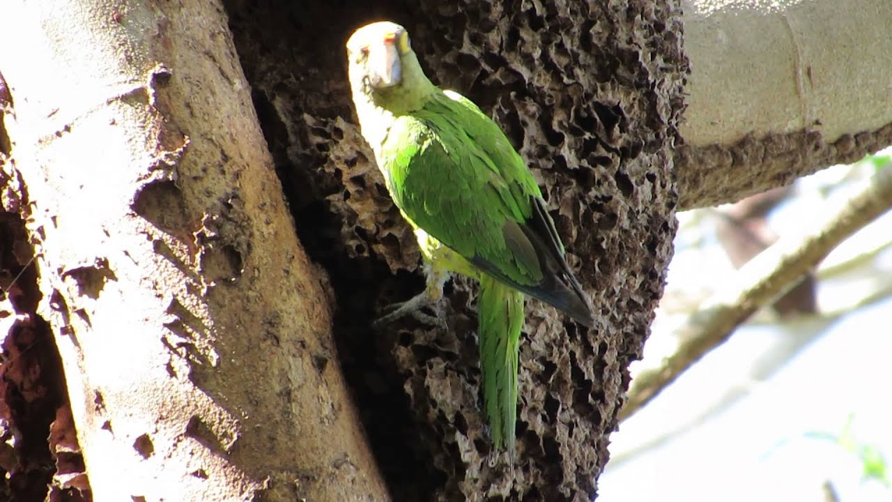 Birdwatching Colima | Orange-fronted Parakeet 
