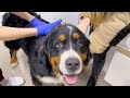Bernese Mountain Dog Reaction to a Visit to the Vet!