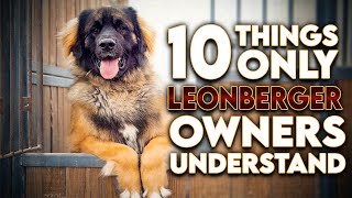 10 Things Only Leonberger Dog Owners Understand