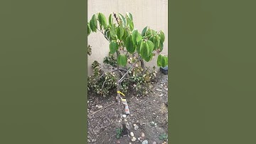 Fall 2019 fuyu persimmon update