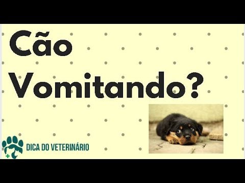 Vídeo: Síndrome De Vômito Biliar Em Cães