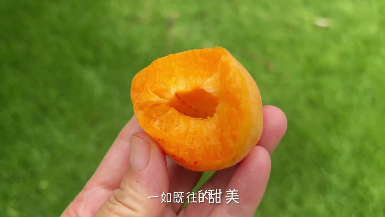 大杏树结了好多果，又大又甜的果子却没吃上几颗，问题出在哪儿？