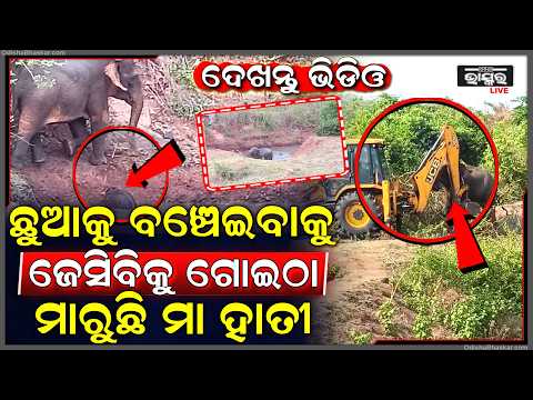 ଛୁଆ ହାତୀକୁ ଉଦ୍ଧାର ପାଇଁ ଯିବା ବେଳେ ମା' ହାତୀ ଆକ୍ରମଣ କଲା ଜେସିବିକୁ... ଦେଖନ୍ତୁ ଭିଡିଓ...