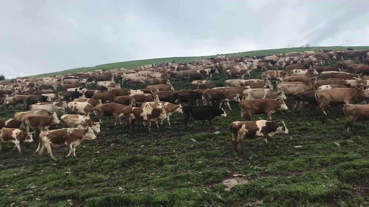 #YUKARIGÜNDEŞ KÖYÜ AKŞAM İNEK SÜRÜSÜ.