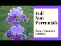 Full Sun Perennials for Zone 3 Canadian Gardens