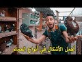 تجربة : مع أجمل و أحسن الأشكال في أنواع الحمام | سبحان الله 