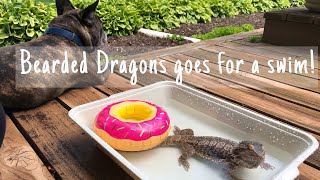 Bearded Dragon Pool Day