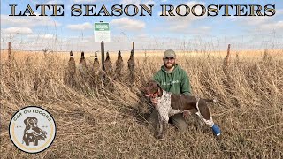 Late Season Pheasants 2024 (PUBLIC LAND)