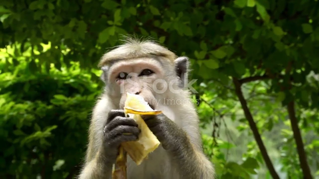 Benny’s Super Silly Banana Chase! | Funniest Jungle Adventure with Benny the Monkey 🐵🍌