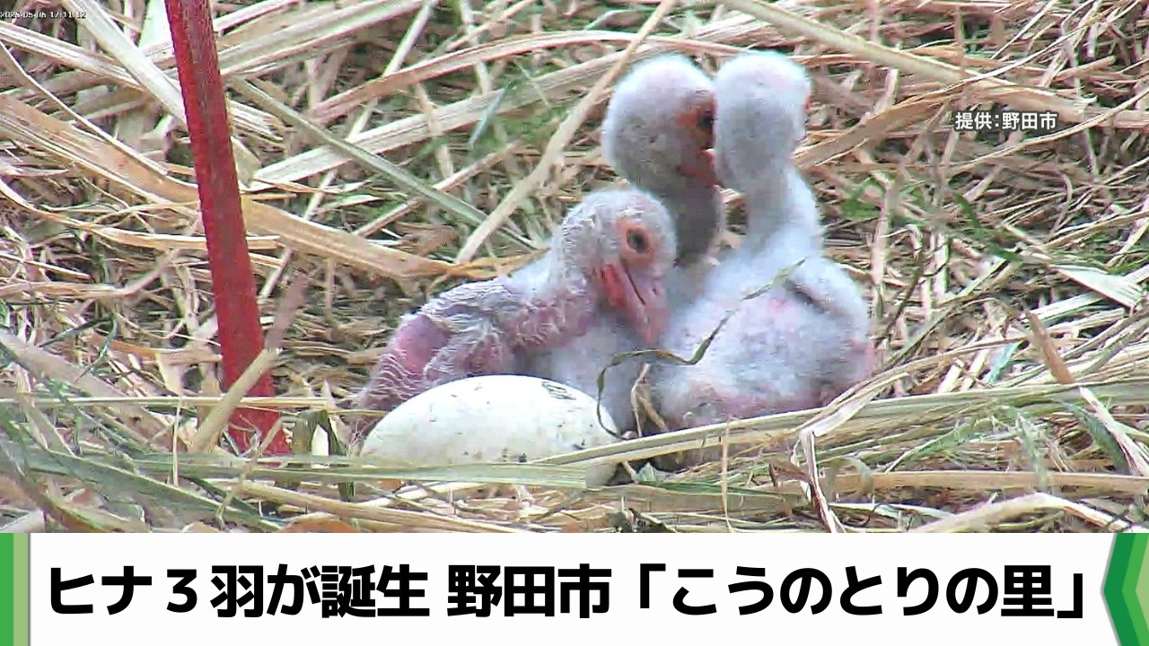 鳥を抱える子供 Three stork chicks born in Noda City, Chiba Prefecture: 