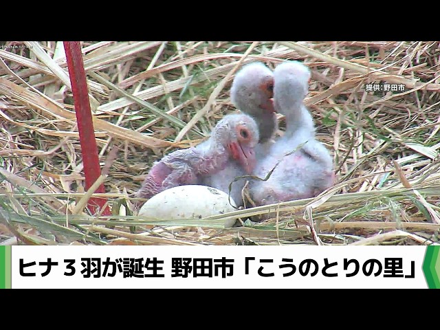 鳥を抱える子供 Three stork chicks born in Noda City, Chiba Prefecture: 