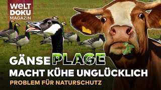 ÖKOSYSTEM: Naturschutz durch Nonnengänse bedroht - Problem für Bauern, Kühe und Anwohner