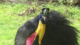 Northern Cassowary.  West Papua.