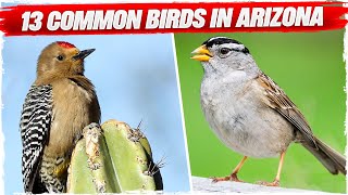 13 Common Birds in Arizona (with Pictures)