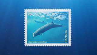 Endangered Whales: The Northern bottlenose whale