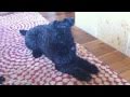 Kerry Blue Terrier の動画、YouTube動画。