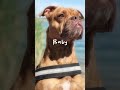My baby #viral #dog