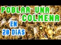 Poblar una Colmena en 20 días - Partiendo de un Núcleo  🆗