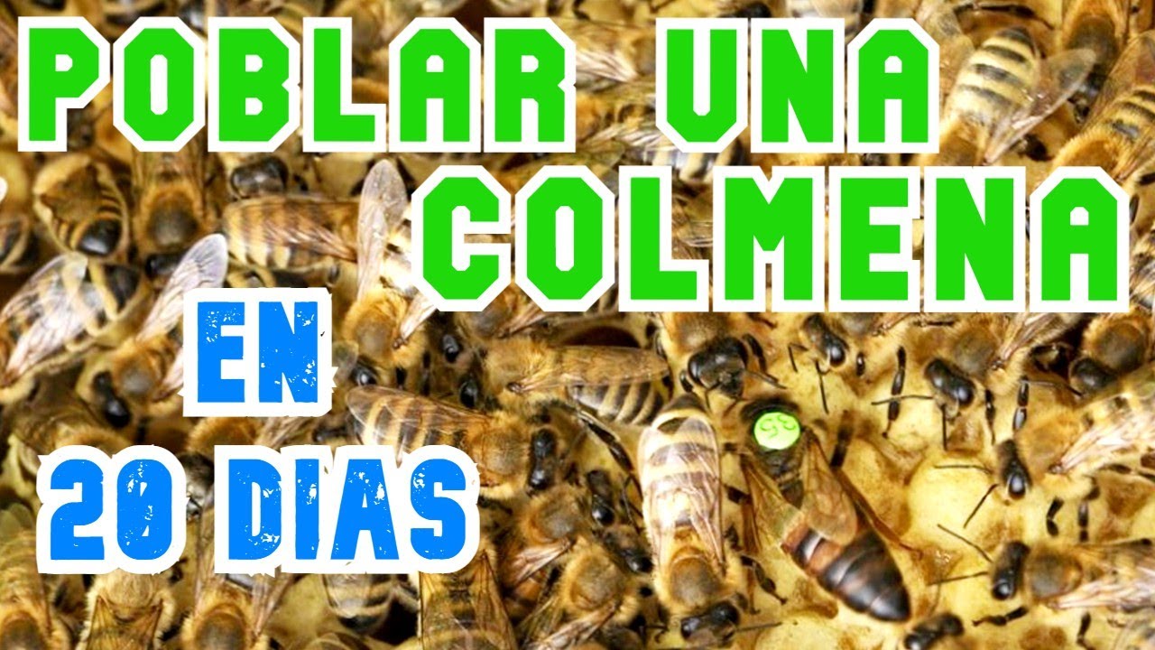 AUMENTAR la POBLACIÓN - Partiendo de un Núcleo  🆗