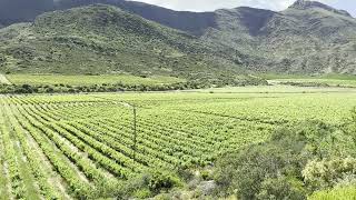 VINEYARD in the WESTERN CAPE in SOUTH AFRICA 4K (60fps)