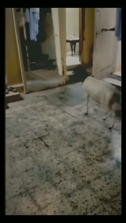 meme lucu || kumpulan video lucu bikin ngakak sakit perut #shorts #lucu #meme