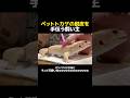ペットトカゲの脱皮を手伝う飼い主