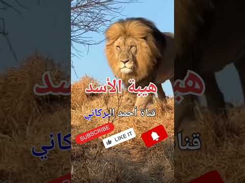 هيبة الأسد