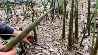 It rained continuously  and small bamboo shoots grew out of the mountain. It was really enjoyable t